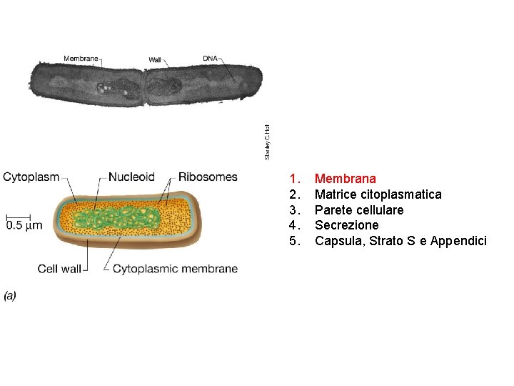 1. 2. 3. 4. 5. Membrana Matrice citoplasmatica Parete cellulare Secrezione Capsula, Strato S