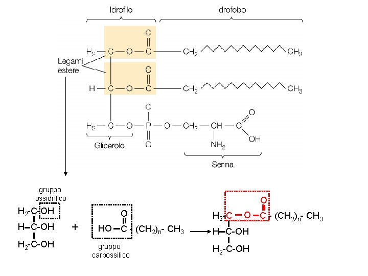 gruppo ossidrilico O H 2 -C-OH H--C-OH H 2 -C-OH O + HO C