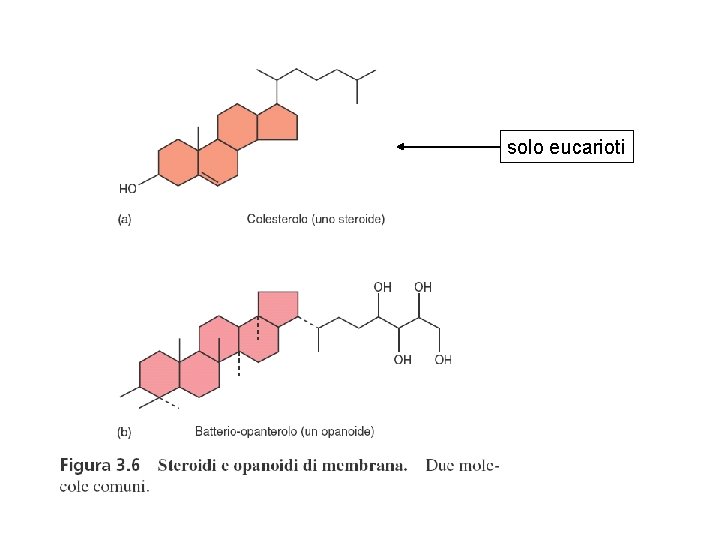 solo eucarioti 