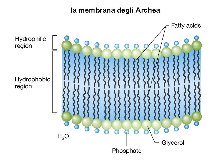 la membrana degli Archea 