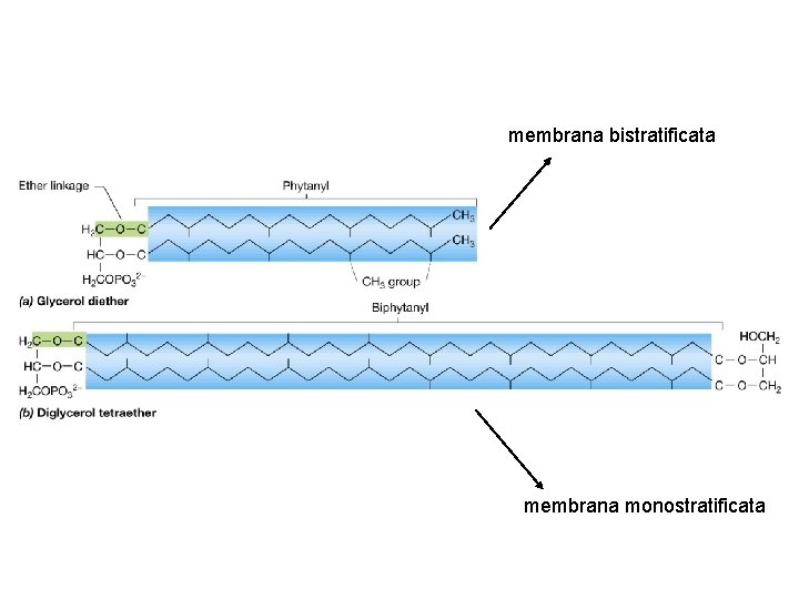 membrana bistratificata membrana monostratificata 