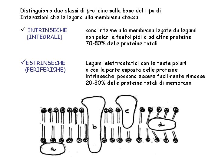 Distinguiamo due classi di proteine sulla base del tipo di Interazioni che le legano