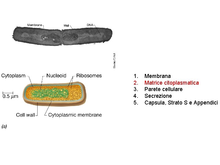 1. 2. 3. 4. 5. Membrana Matrice citoplasmatica Parete cellulare Secrezione Capsula, Strato S