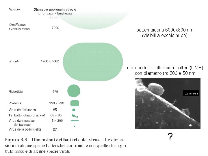 batteri giganti 6000 x 800 nm (visibili a occhio nudo) nanobatteri o ultramicrobatteri (UMB)