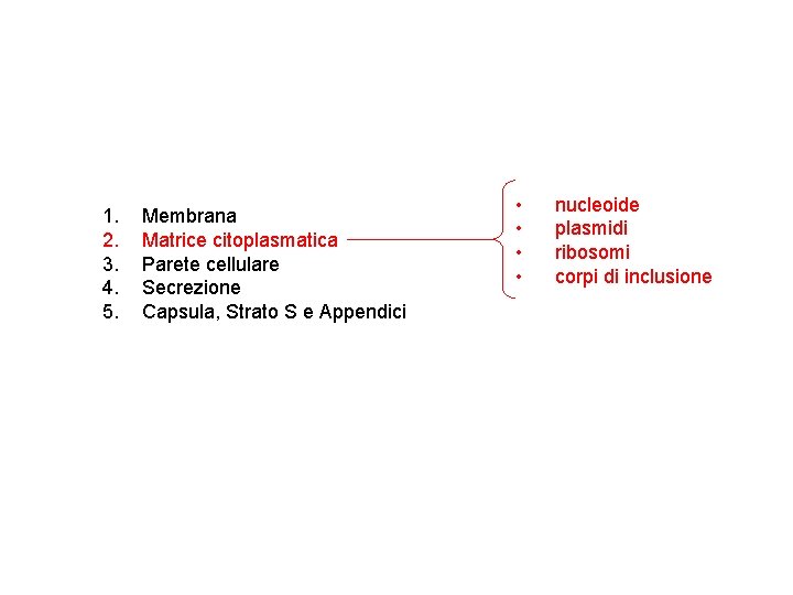 1. 2. 3. 4. 5. Membrana Matrice citoplasmatica Parete cellulare Secrezione Capsula, Strato S