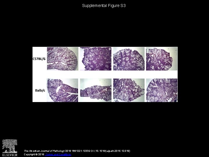 Supplemental Figure S 3 The American Journal of Pathology 2016 1861221 -1233 DOI: (10.