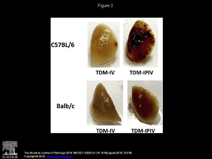 Figure 2 The American Journal of Pathology 2016 1861221 -1233 DOI: (10. 1016/j. ajpath.