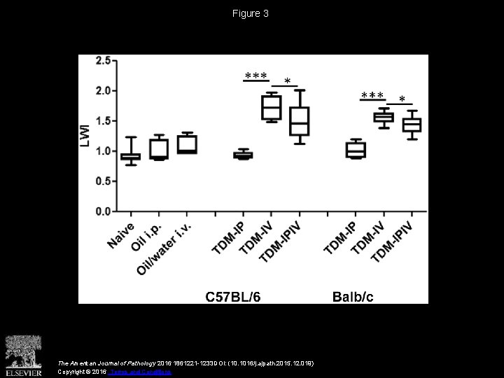 Figure 3 The American Journal of Pathology 2016 1861221 -1233 DOI: (10. 1016/j. ajpath.