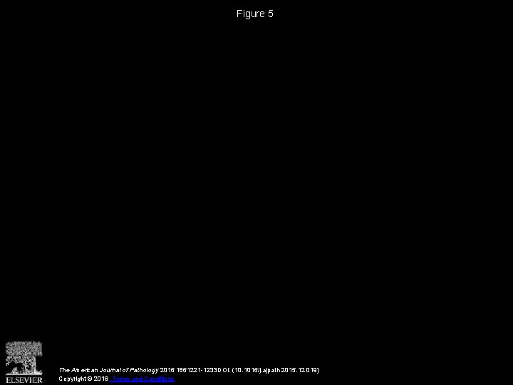 Figure 5 The American Journal of Pathology 2016 1861221 -1233 DOI: (10. 1016/j. ajpath.