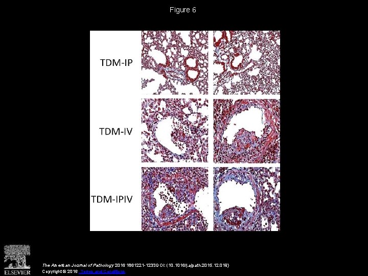 Figure 6 The American Journal of Pathology 2016 1861221 -1233 DOI: (10. 1016/j. ajpath.