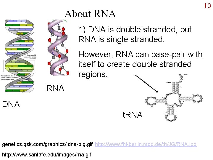 10 About RNA 1) DNA is double stranded, but RNA is single stranded. However,