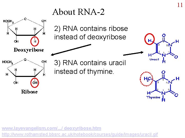 About RNA-2 2) RNA contains ribose instead of deoxyribose 3) RNA contains uracil instead