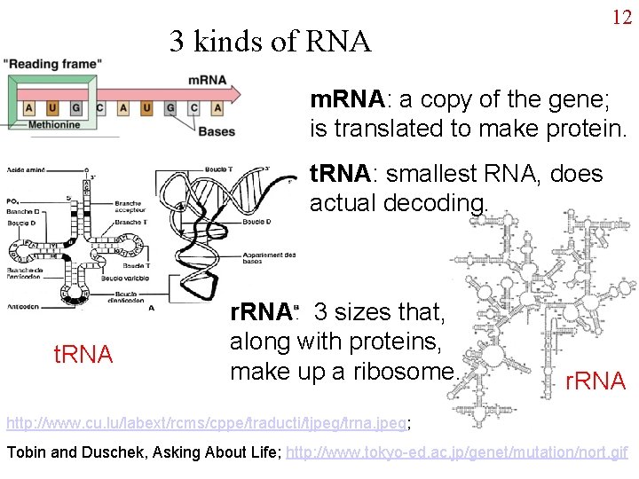12 3 kinds of RNA m. RNA: a copy of the gene; is translated