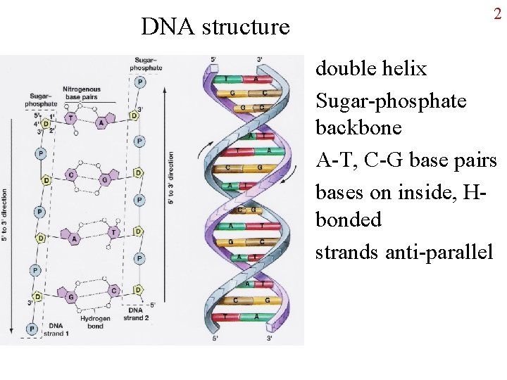 DNA structure 2 • double helix • Sugar-phosphate backbone • A-T, C-G base pairs