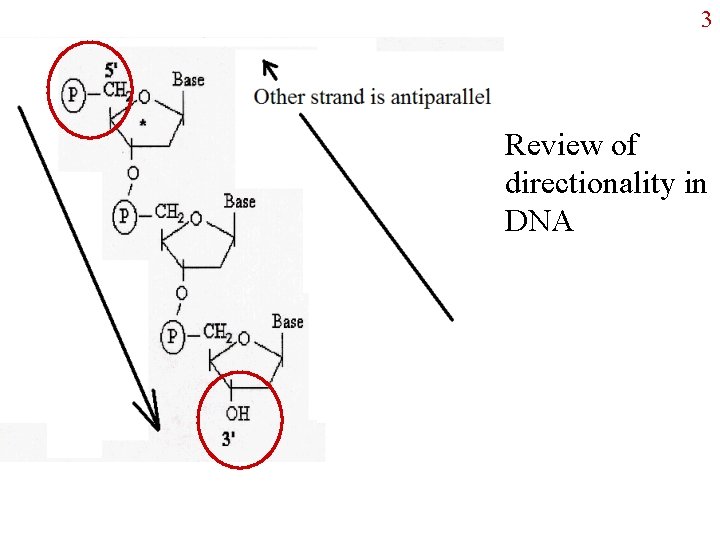 3 Review of directionality in DNA 