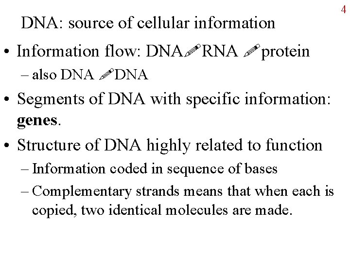 DNA: source of cellular information • Information flow: DNA RNA protein – also DNA