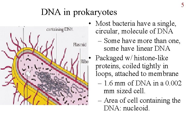 DNA in prokaryotes 5 • Most bacteria have a single, circular, molecule of DNA