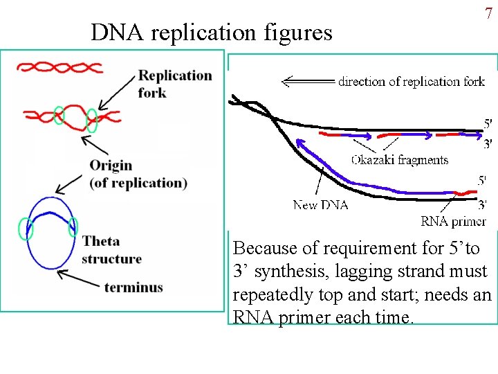DNA replication figures 7 Because of requirement for 5’to 3’ synthesis, lagging strand must