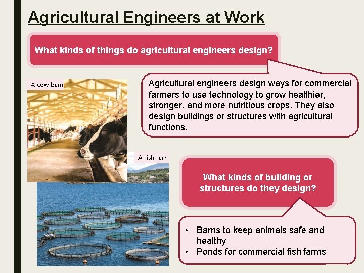 Agricultural Engineers at Work What kinds of things do agricultural engineers design? A cow