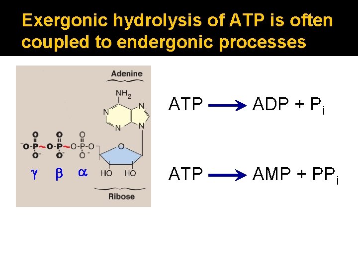 Exergonic hydrolysis of ATP is often coupled to endergonic processes g b a ATP