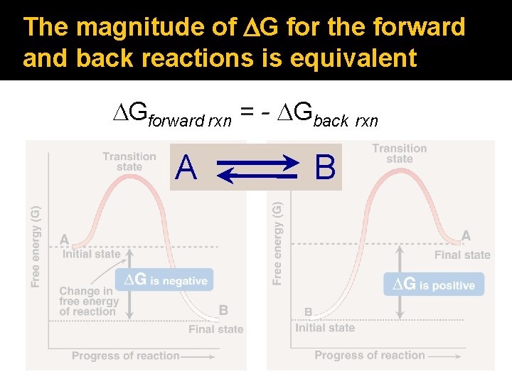 The magnitude of DG for the forward and back reactions is equivalent DGforward rxn