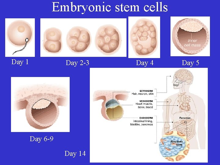 Embryonic stem cells Day 1 Day 2 -3 Day 6 -9 Day 14 Day
