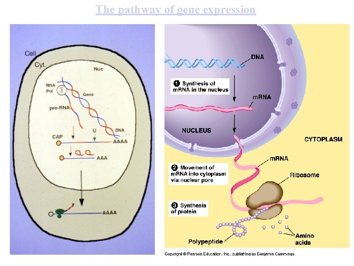 The pathway of gene expression 