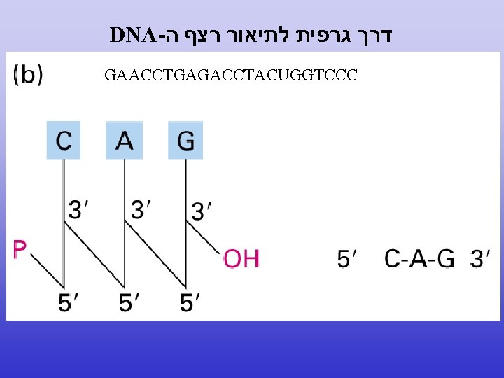 DNA- דרך גרפית לתיאור רצף ה GAACCTGAGACCTACUGGTCCC 