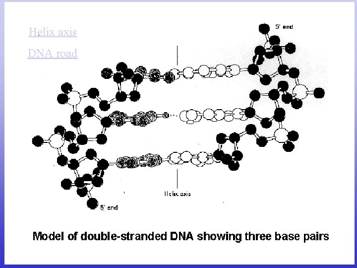 Helix axis DNA road 