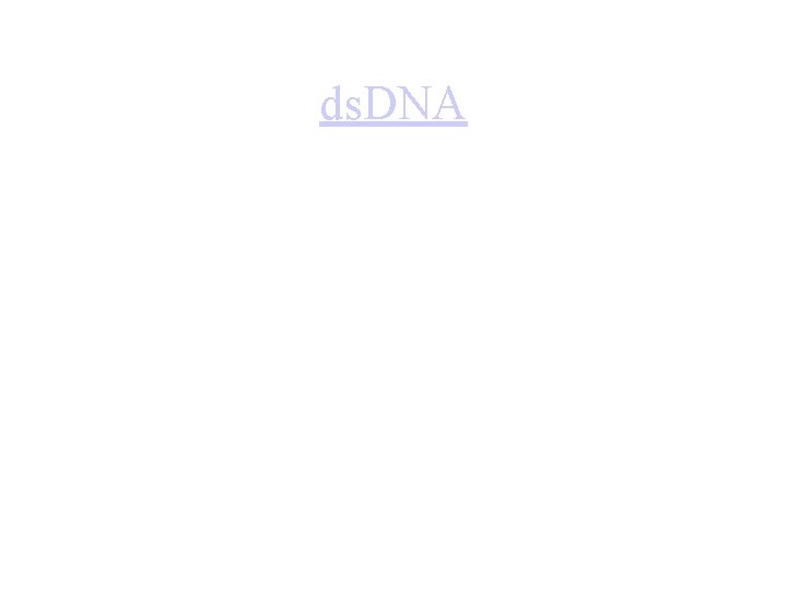 ds. DNA 