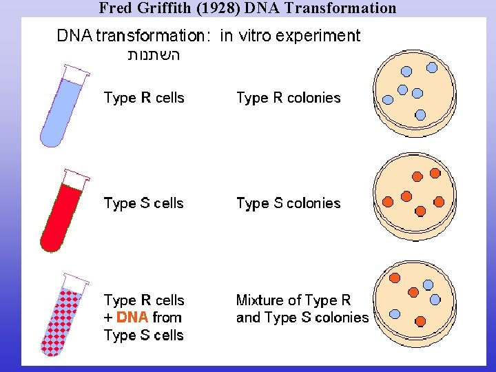 Fred Griffith (1928) DNA Transformation השתנות 