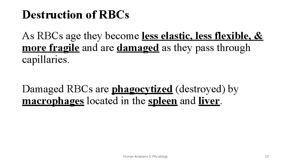 Destruction of RBCs As RBCs age they become less elastic, less flexible, & more