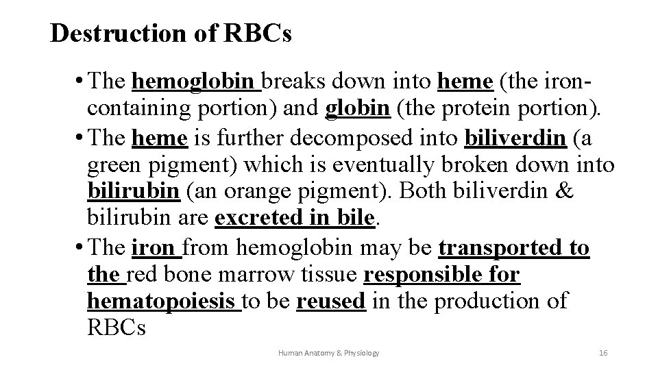 Destruction of RBCs • The hemoglobin breaks down into heme (the ironcontaining portion) and