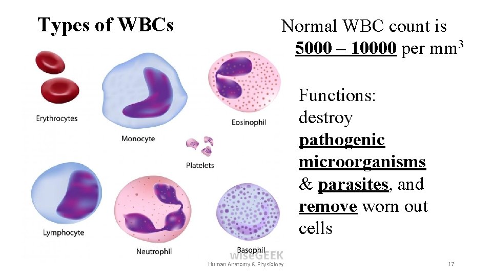 Types of WBCs Normal WBC count is 5000 – 10000 per mm 3 Functions: