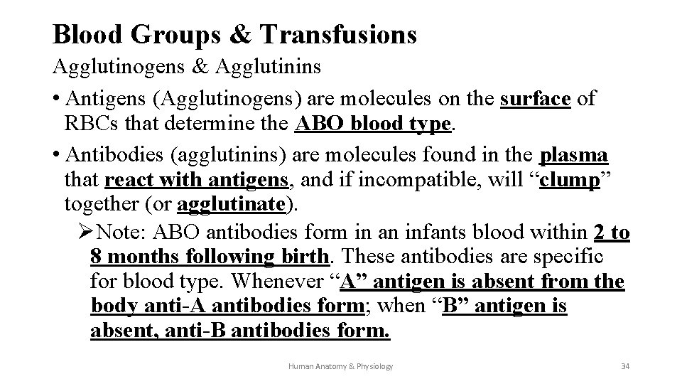 Blood Groups & Transfusions Agglutinogens & Agglutinins • Antigens (Agglutinogens) are molecules on the