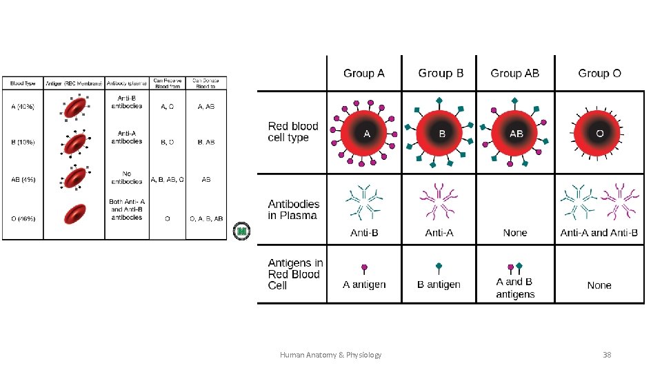 Human Anatomy & Physiology 38 