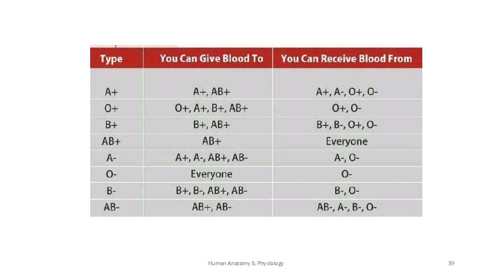 Human Anatomy & Physiology 39 