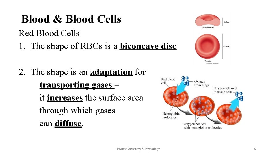 Blood & Blood Cells Red Blood Cells 1. The shape of RBCs is a