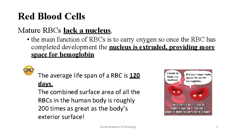 Red Blood Cells Mature RBCs lack a nucleus. • the main function of RBCs