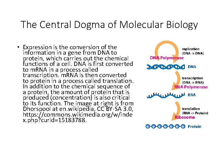 The Central Dogma of Molecular Biology • Expression is the conversion of the information