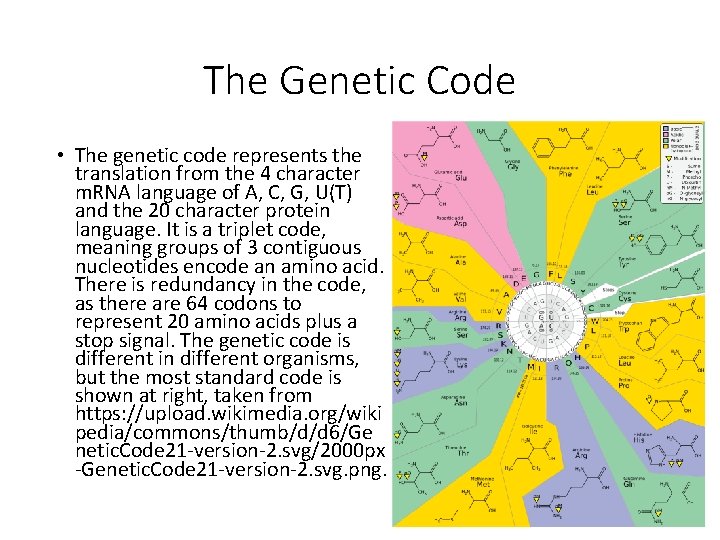 The Genetic Code • The genetic code represents the translation from the 4 character