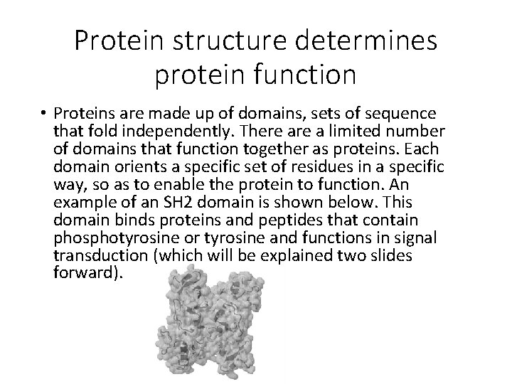 Protein structure determines protein function • Proteins are made up of domains, sets of