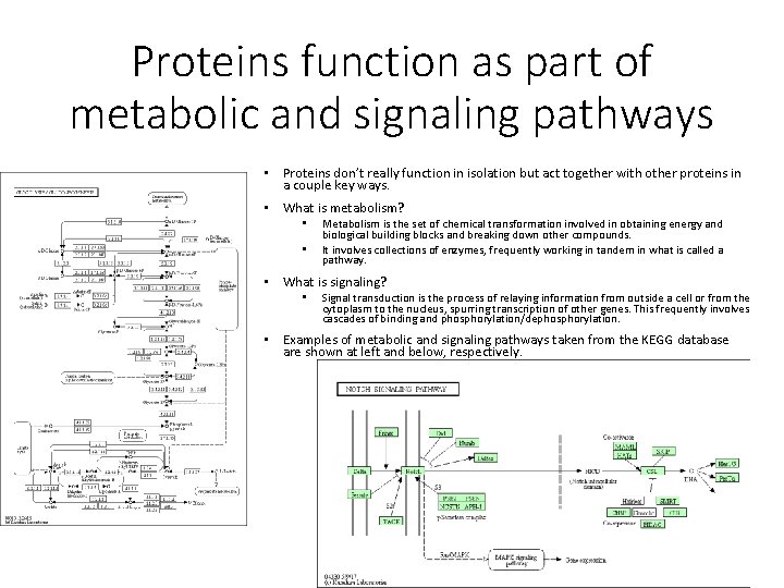 Proteins function as part of metabolic and signaling pathways • Proteins don’t really function