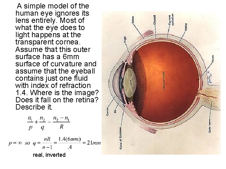 A simple model of the human eye ignores its lens entirely. Most of what