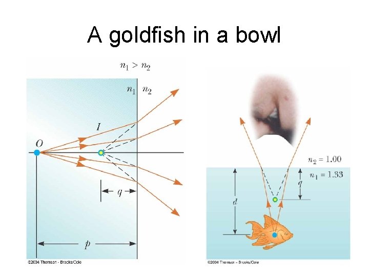 A goldfish in a bowl 
