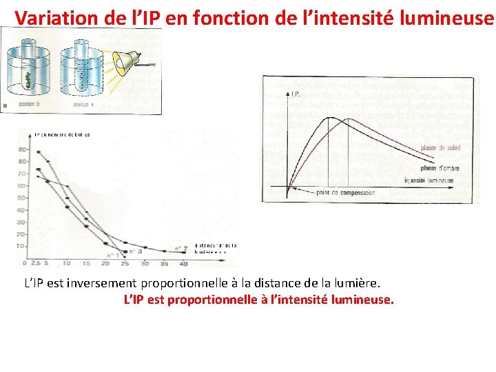 Variation de l’IP en fonction de l’intensité lumineuse L’IP est inversement proportionnelle à la