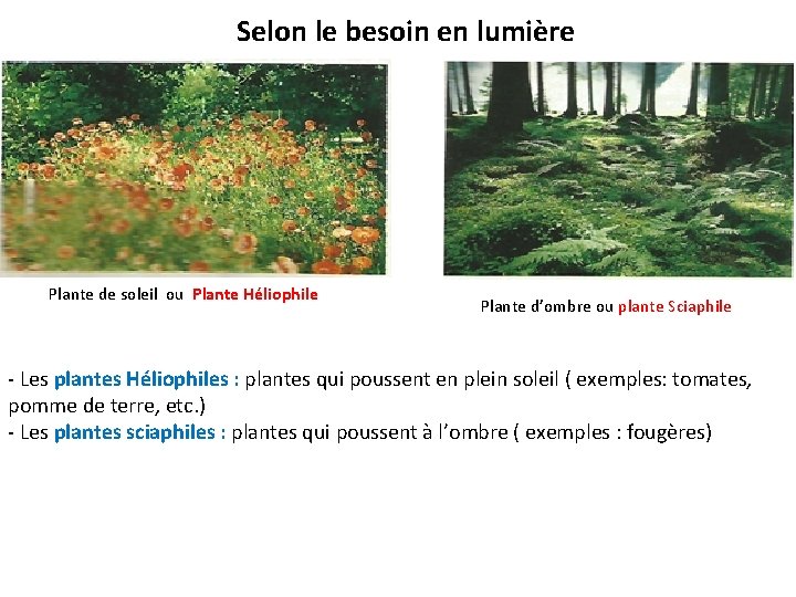 Selon le besoin en lumière Plante de soleil ou Plante Héliophile Plante d’ombre ou