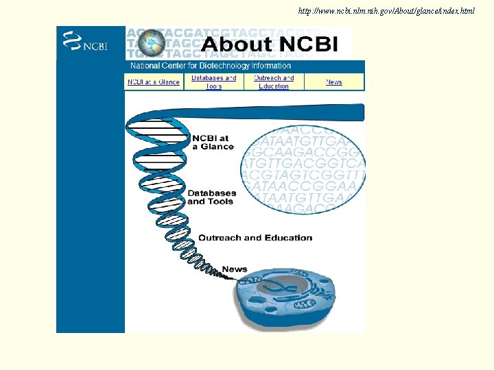 http: //www. ncbi. nlm. nih. gov/About/glance/index. html 