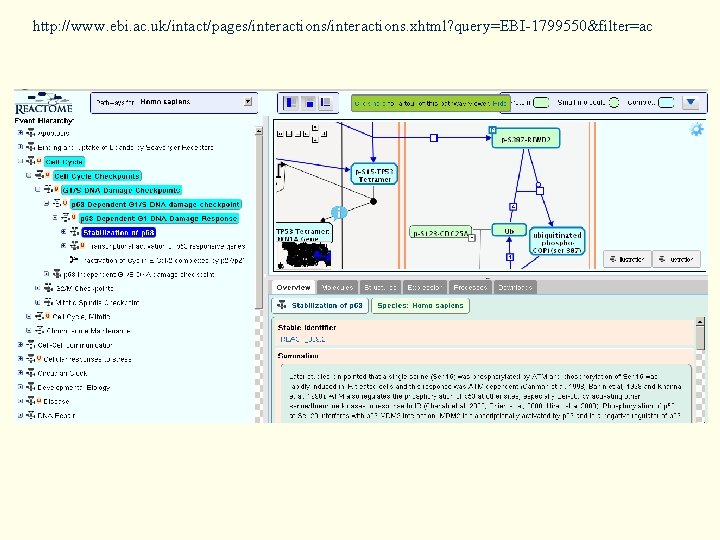 http: //www. ebi. ac. uk/intact/pages/interactions. xhtml? query=EBI-1799550&filter=ac 