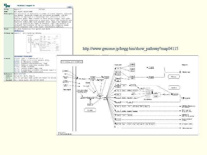 http: //www. genome. jp/kegg-bin/show_pathway? map 04115 